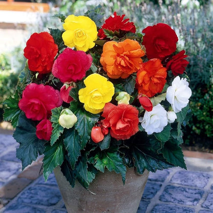 Begonia flower seeds