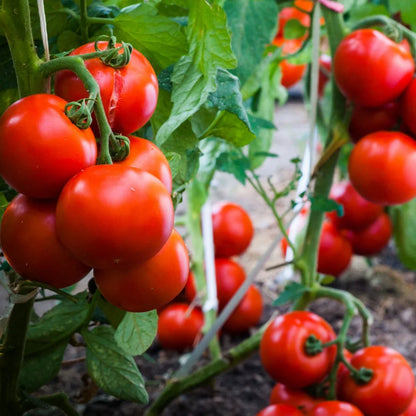 Mixed Giant Tomato Seeds