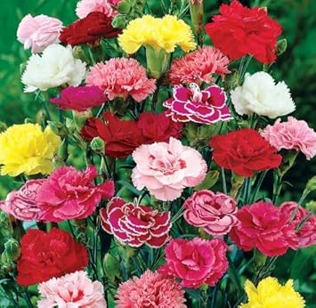 Carnation flower seeds