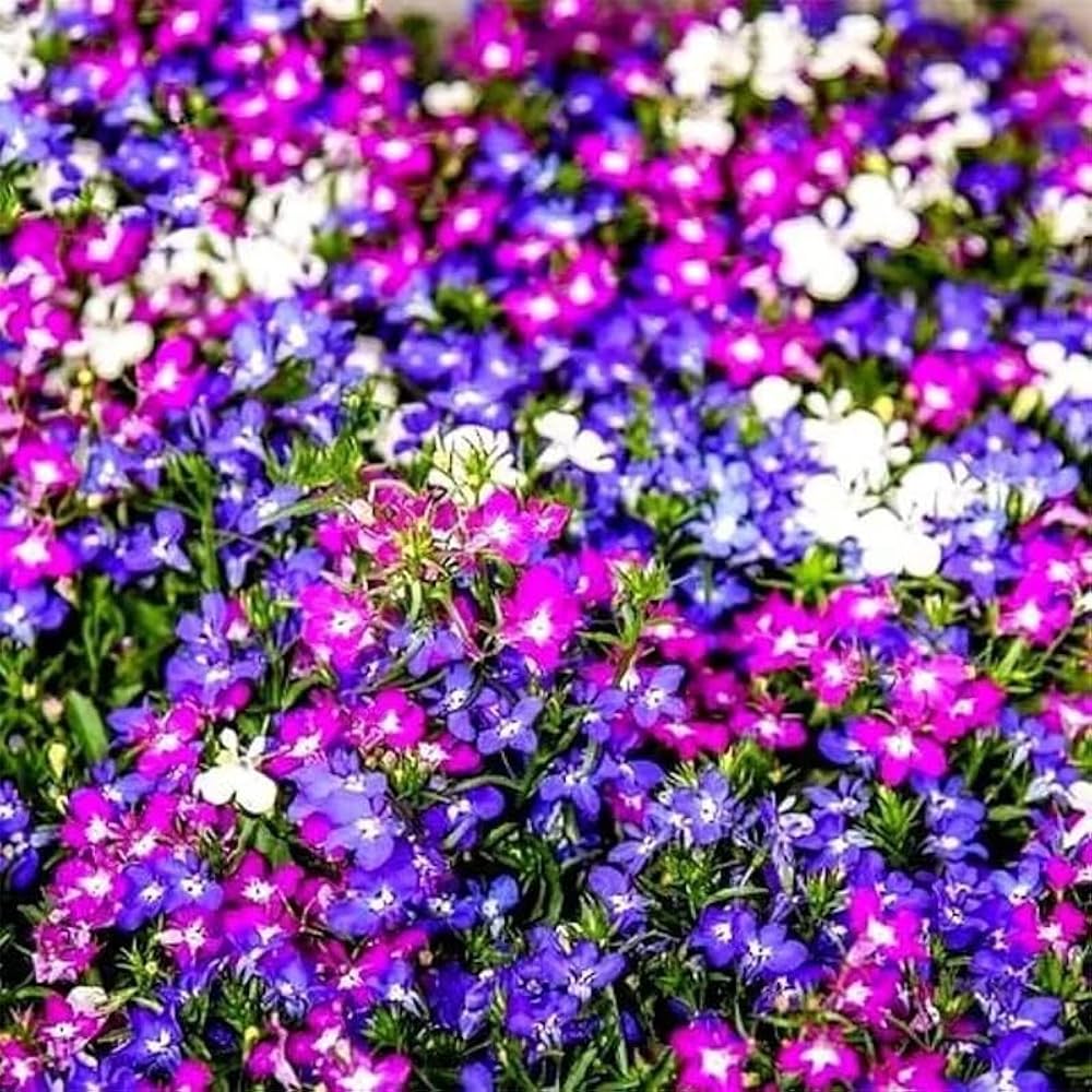 Cascade flower seeds