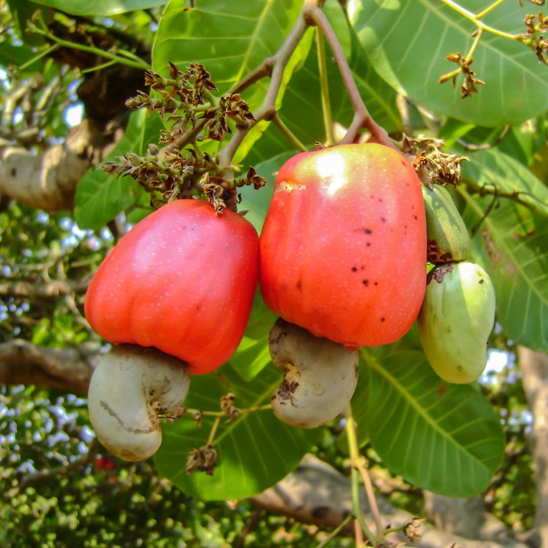 mixed cashew seeds