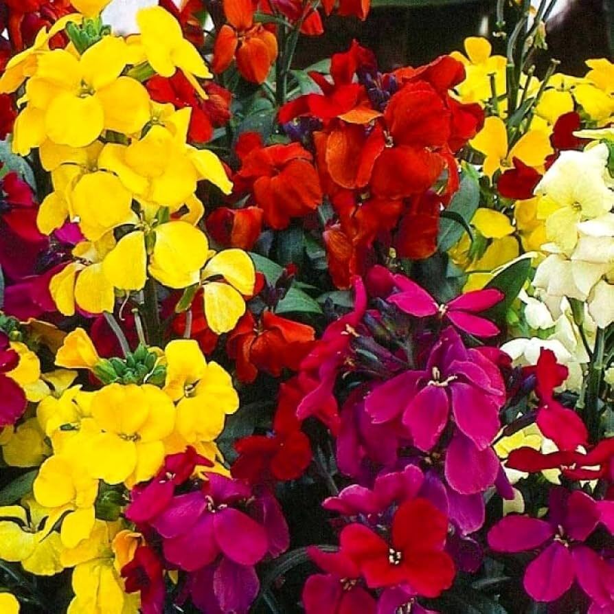 Cheiranthus Cheiri flower seeds