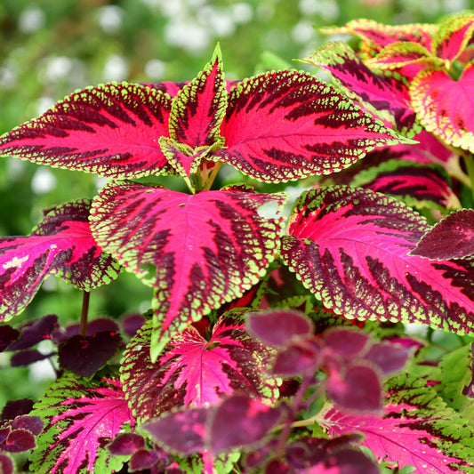 Colorful Coleus Foliage in Cottage Garden Display