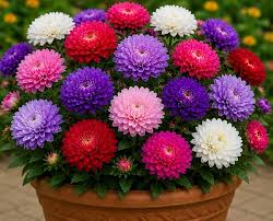 Mixed Aster Flowers Growing in Sunny Garden