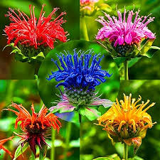 Mixed Monarda Didyma Bee Balm Flower Seeds for Planting