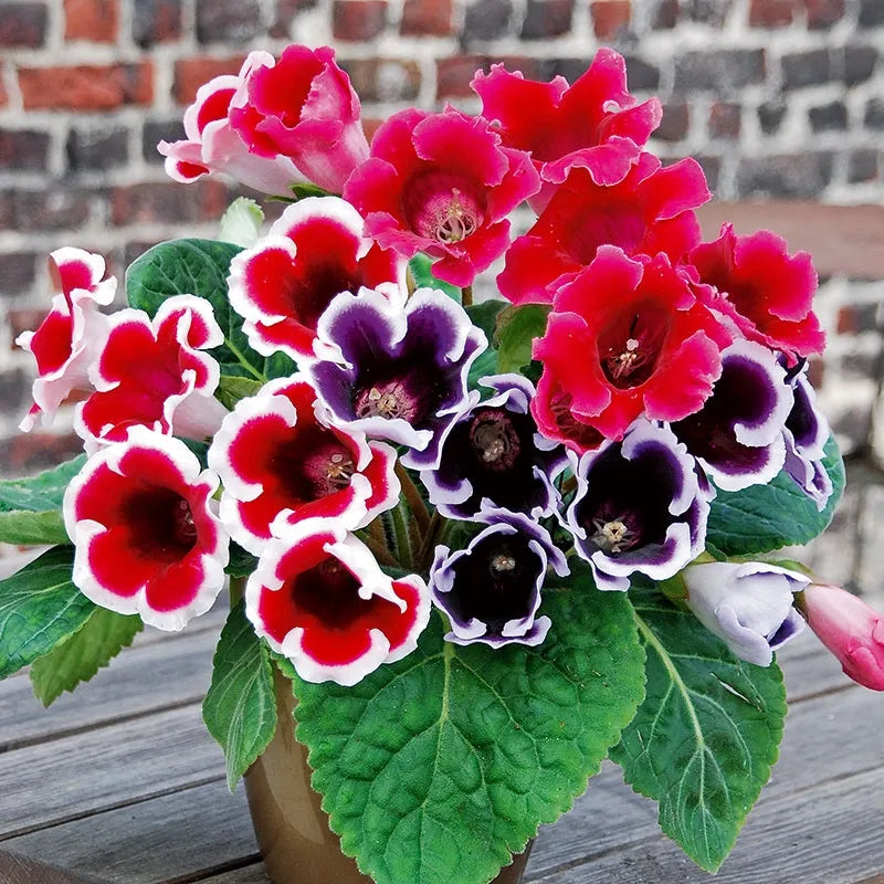 Color Brazilian flower seeds