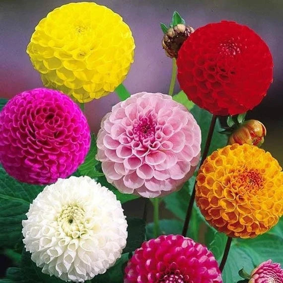Color Dahlia flower seeds
