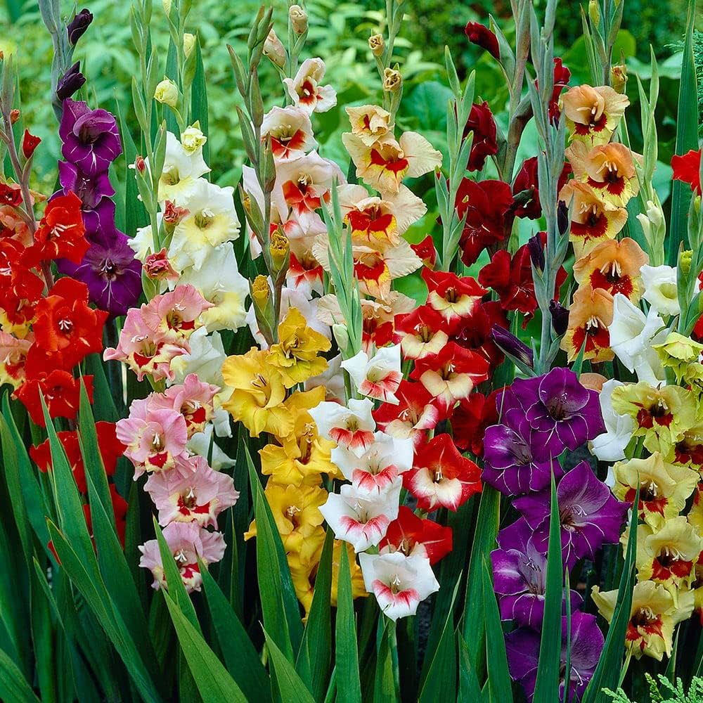 Color Gladiolus flower seeds