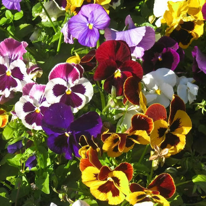 Color Pansy flower seeds