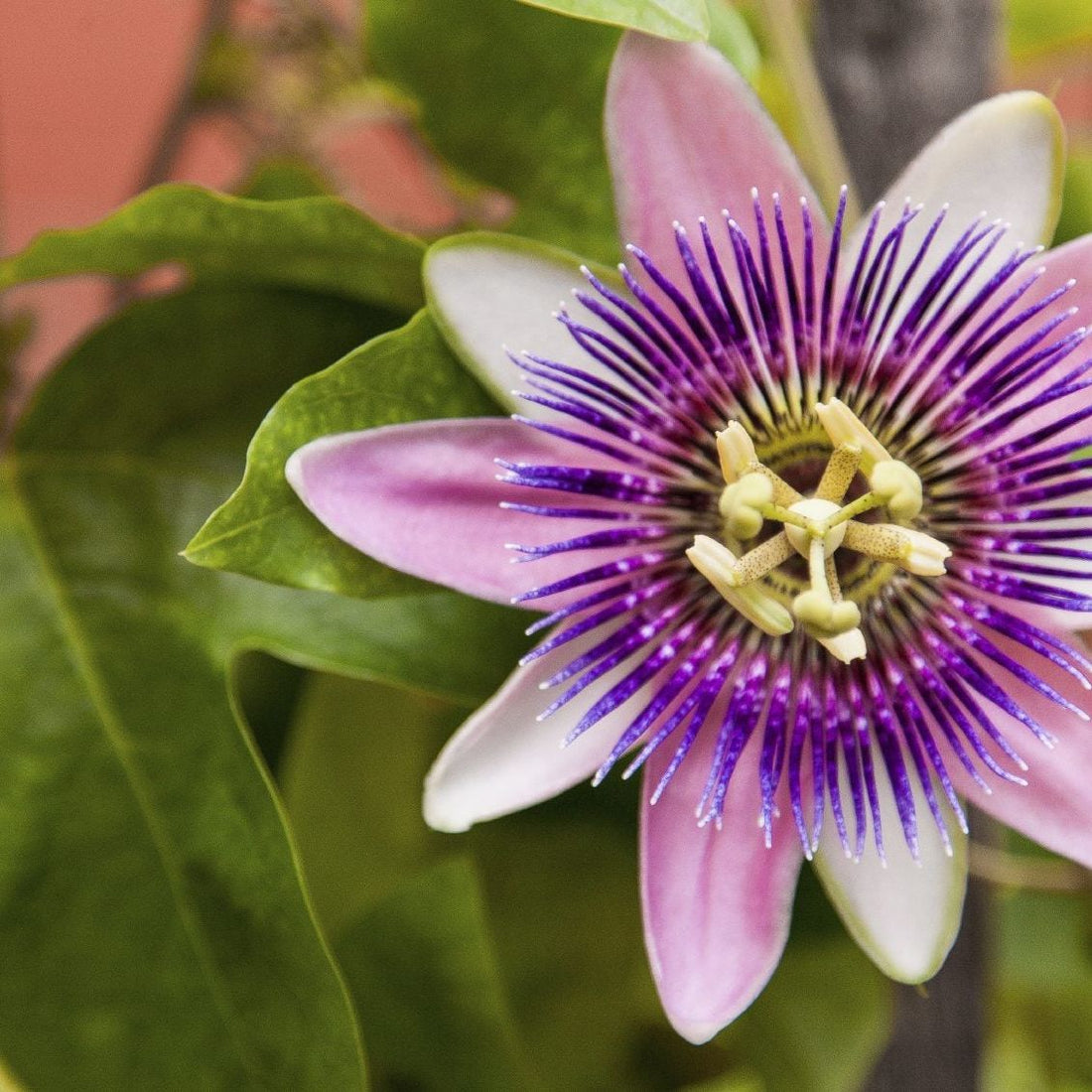 Color Passion flower seeds