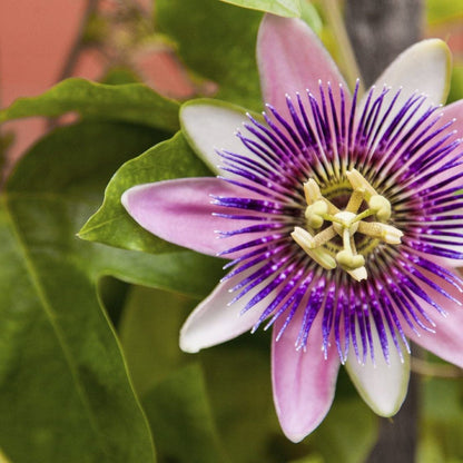 Color Passion flower seeds