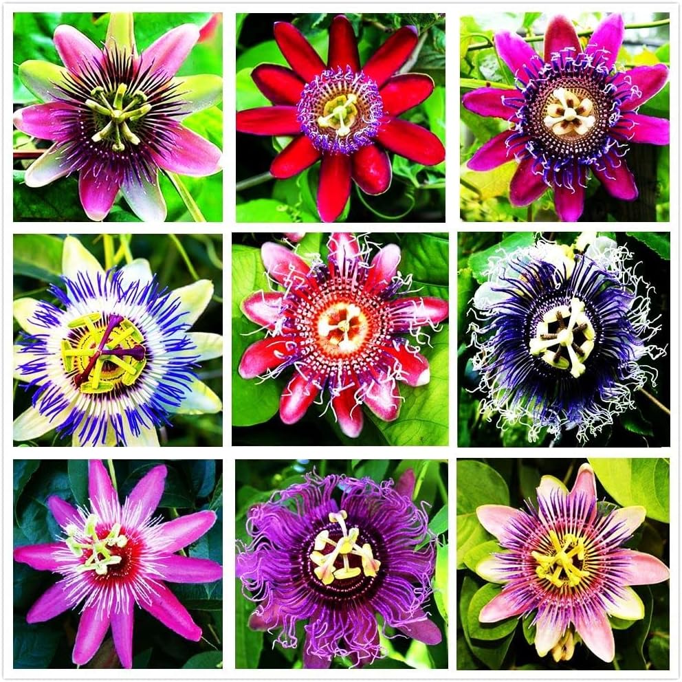 Color Passion flower seeds