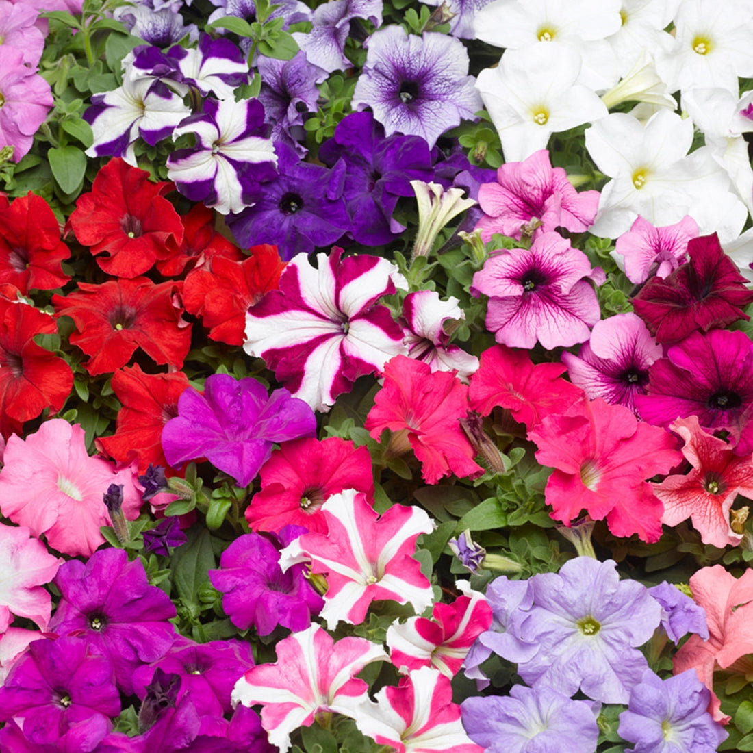 Color Petunia flower seeds