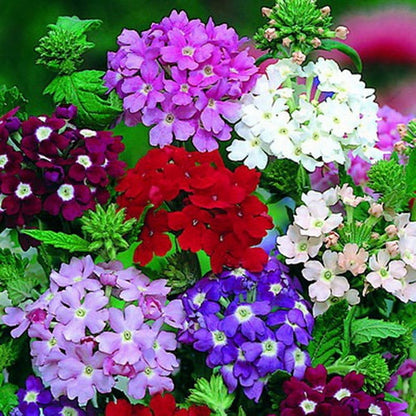 Mixed Verbena Growing in Cottage Garden