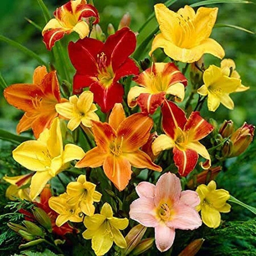 Daylily Hemerocallis flower seeds