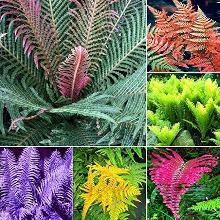 Color Fern flower seeds