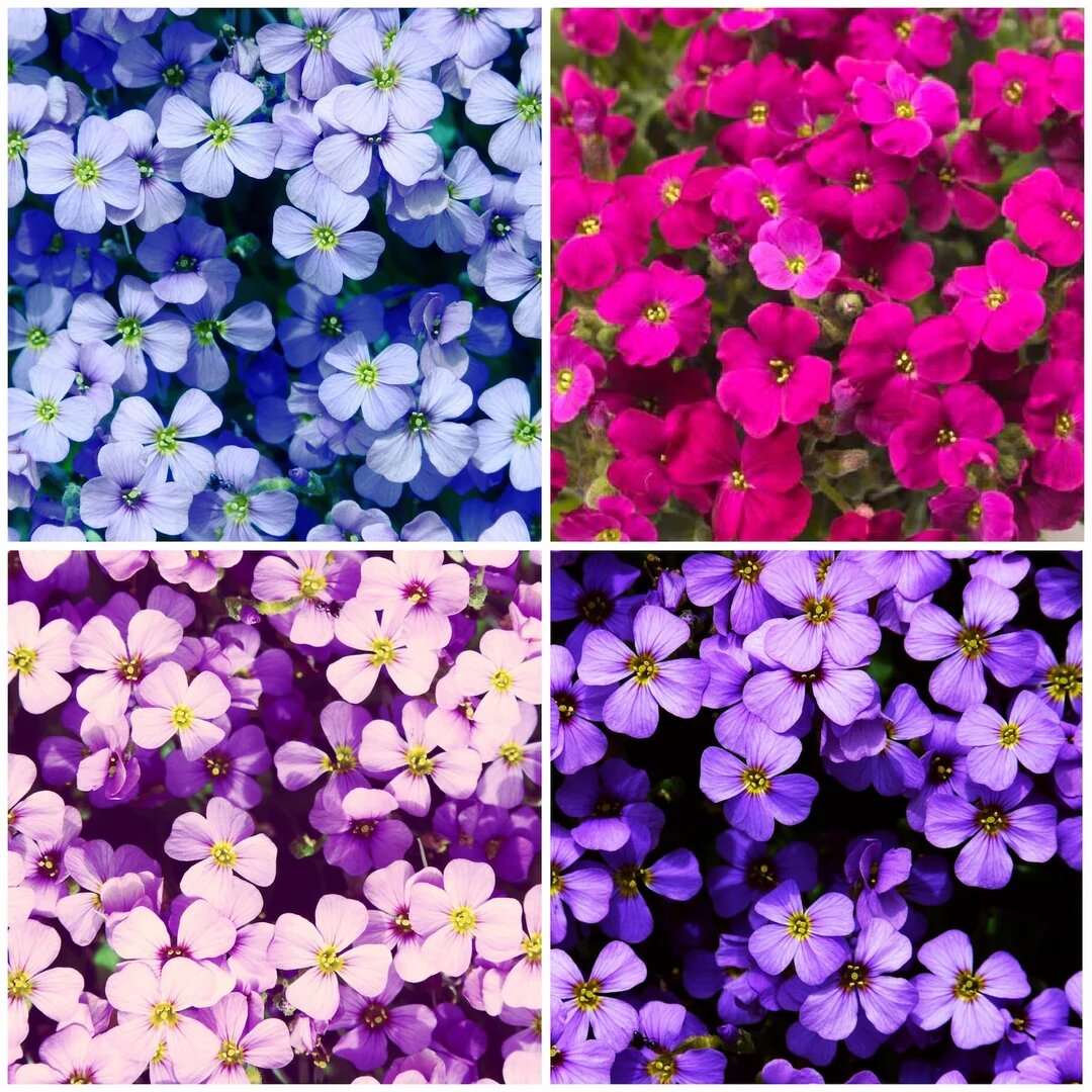 Mixed Cress Flower Seeds for Planting with vibrant colorful garden blooms