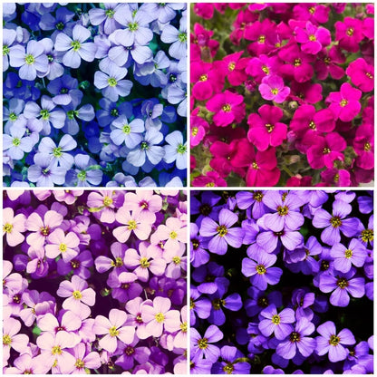 Mixed Cress Flower Seeds for Planting with vibrant colorful garden blooms