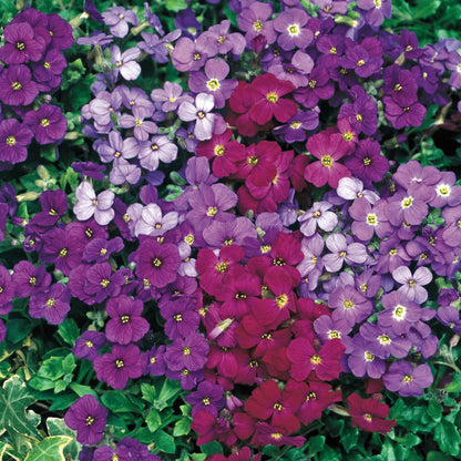 Mixed Cress Flower Seeds for Planting with vibrant colorful garden blooms