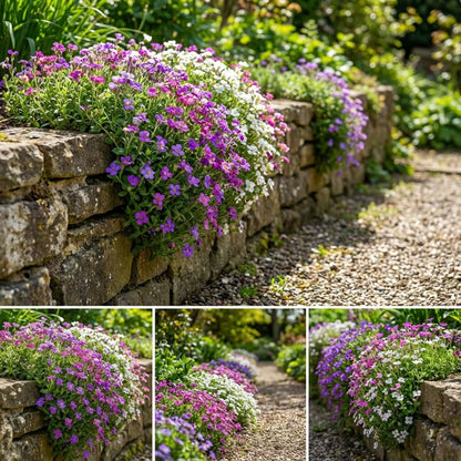 Mixed Cress Flower Seeds for Planting with vibrant colorful garden blooms