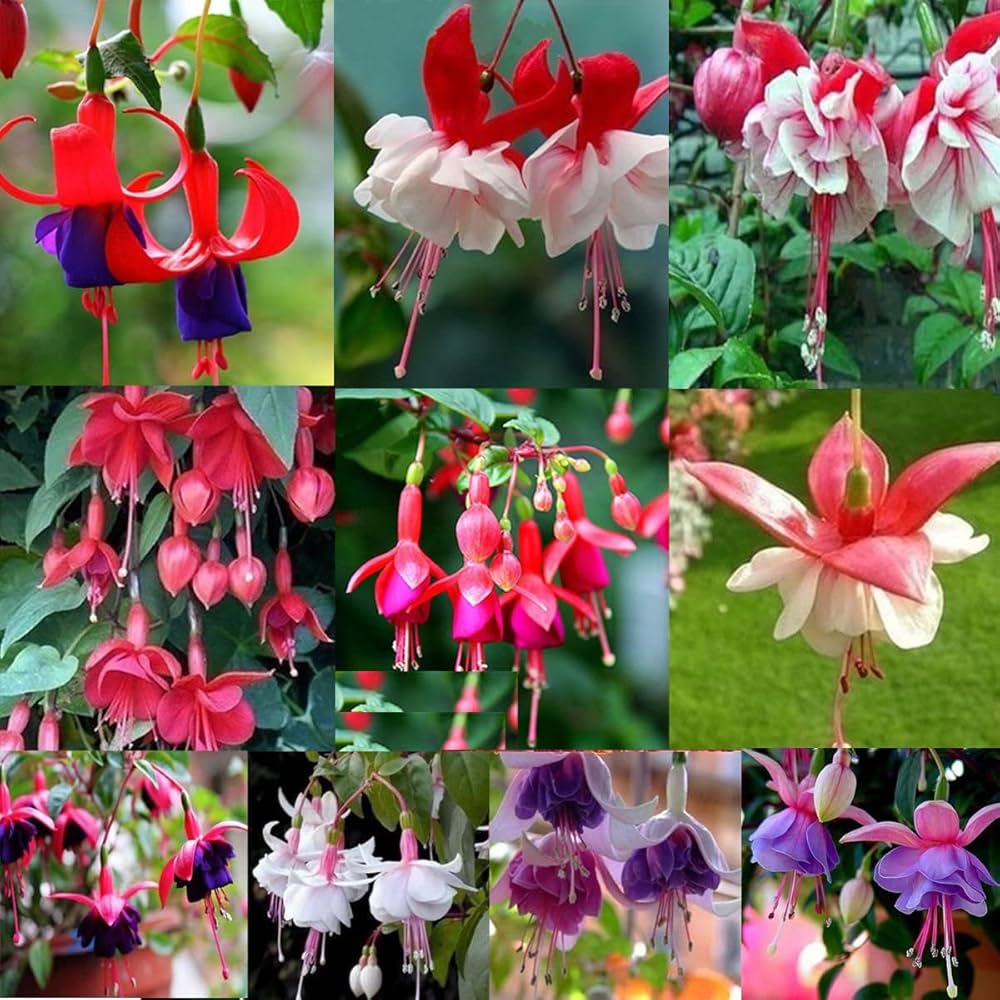 Double Petal flower seeds