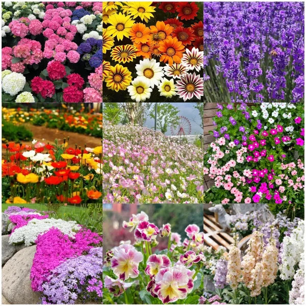 Four Seasons flower seeds