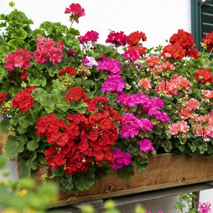 Geranium flower seeds
