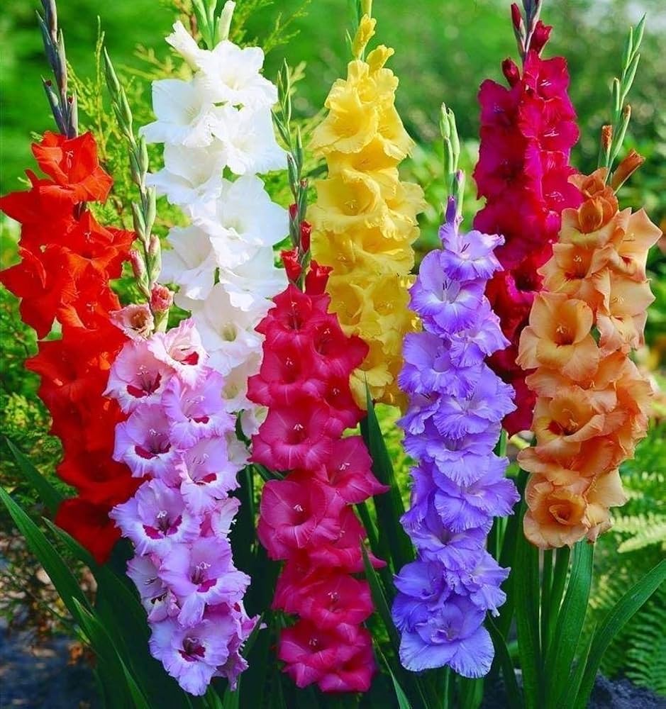 Gladiolus flower seeds