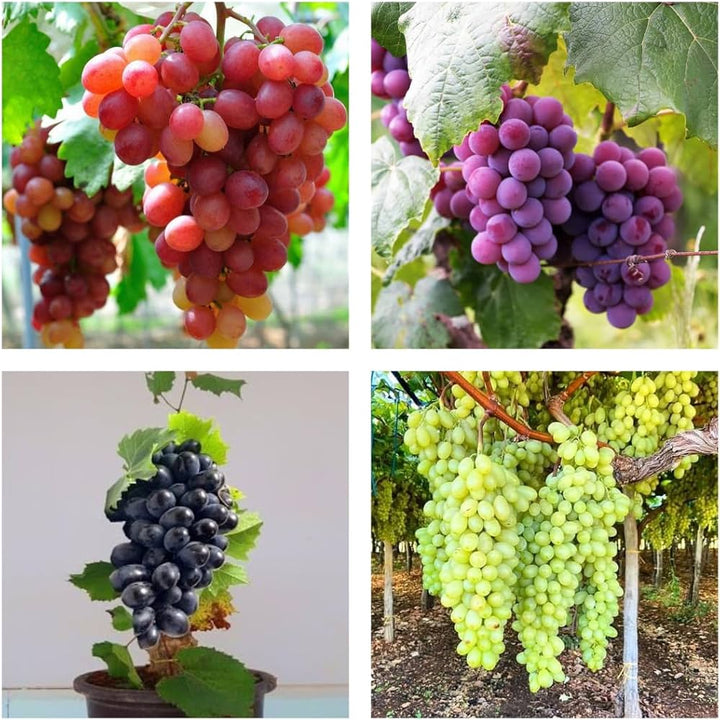 Mixed Grape Fruit Seeds for Planting – Heirloom Non-GMO Garden Seeds