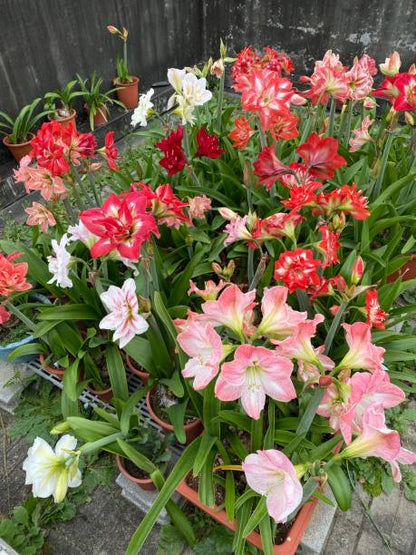 Mixed Hippeastrum Rutilum flower with colorful ornamental blooms grown from seeds