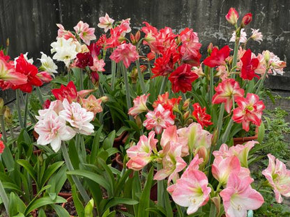 Mixed Hippeastrum Rutilum flower with colorful ornamental blooms grown from seeds