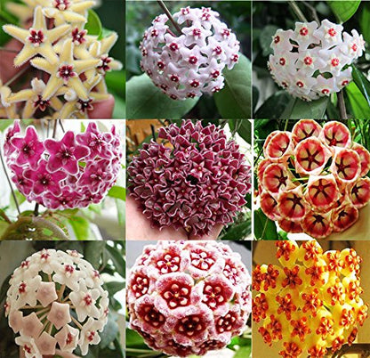 Hoya flower seeds