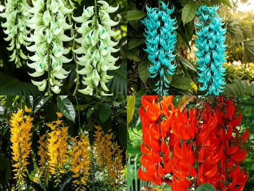 Mixed jade vine flower seeds for growing an exotic tropical climbing plant with distinctive hanging blooms.