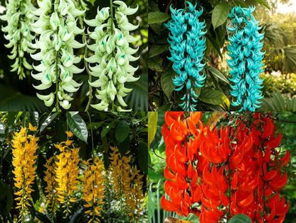 Mixed jade vine flower seeds for growing an exotic tropical climbing plant with distinctive hanging blooms.