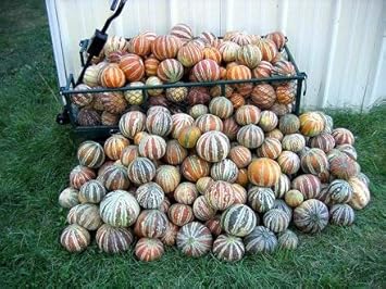 Mixed Kajari Melon Fruit Seeds for Planting – Heirloom Non-GMO Garden Seeds