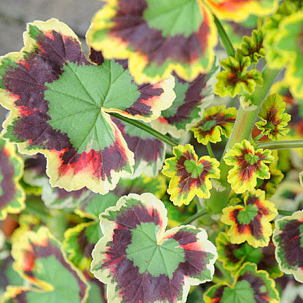 Leaf Geranium flower seeds
