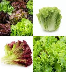 Fresh Mixed Lettuce Salad Greens Harvest
