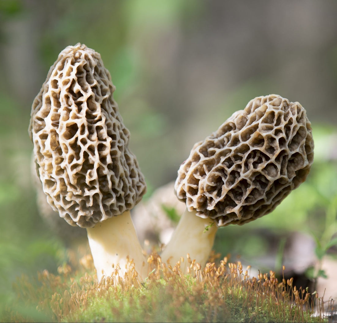 Mixed Morel Mushroom Seeds