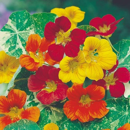 Mixed Color Nasturtium Flowers with Rounded Green Leaves