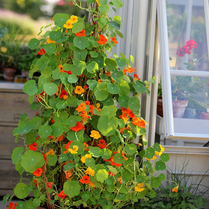 Tropaeolum Majus flower seeds