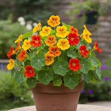 Colorful Nasturtiums Growing in Cottage Garden