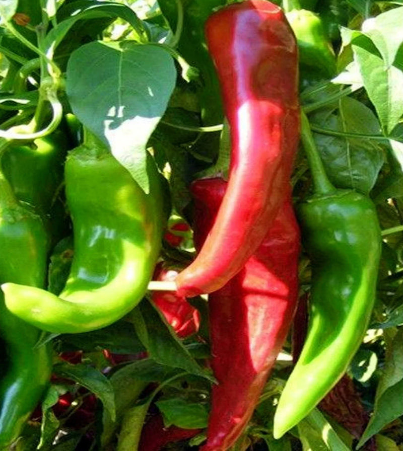 Numex Sandia Pepper Seeds for Planting – Heirloom Non-GMO Garden Seeds