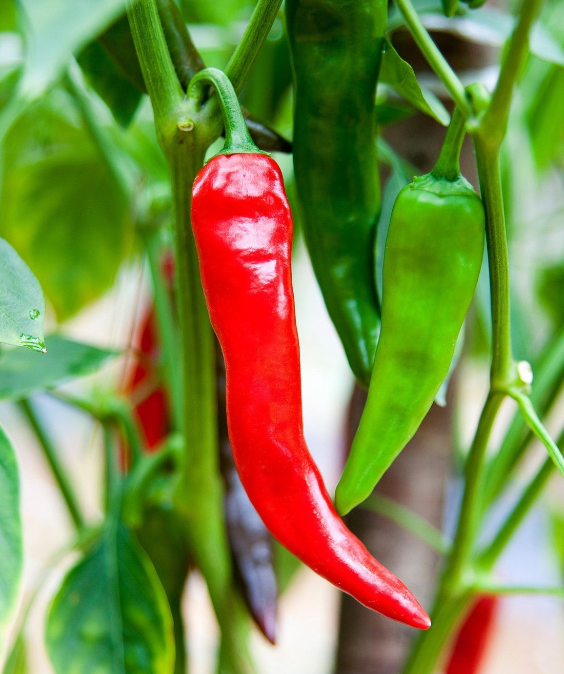 Numex Sandia Pepper Seeds