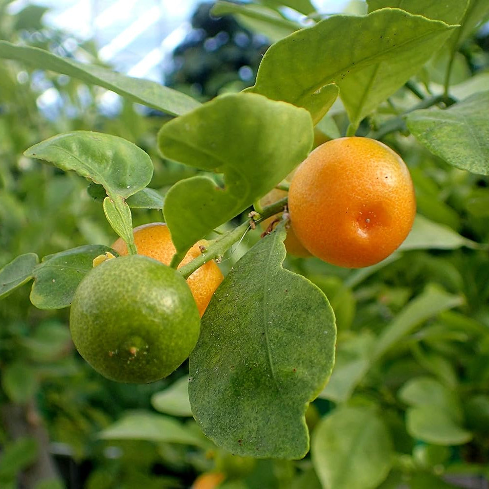 mixed orange seeds