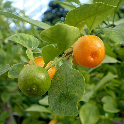 mixed orange seeds