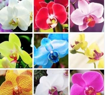 Orchid flower seeds