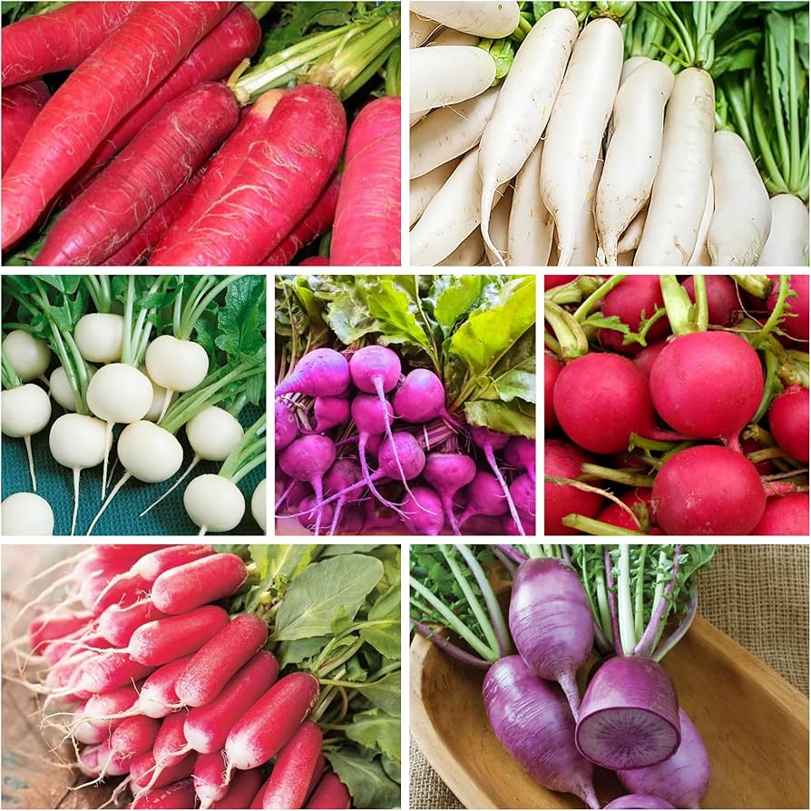 Mixed Radish Seeds