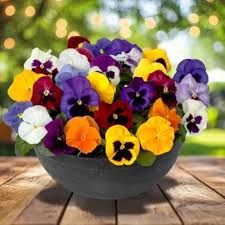 Multi-Colored Pansy Flowers Growing in Garden