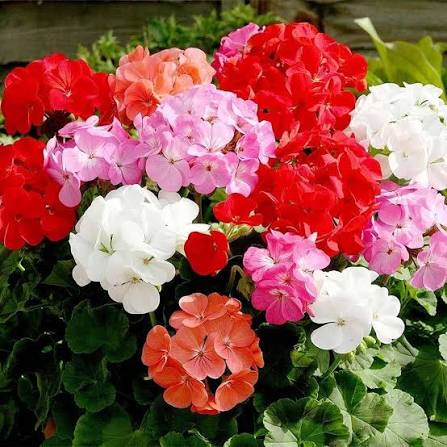 Mixed Pelargonium Perennial Flower Seeds for Planting