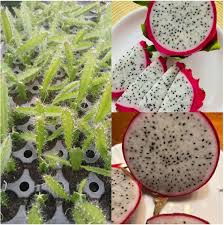 Mixed Pitaya fruit seeds for planting and growing exotic dragon fruit